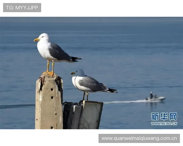 世界杯阿根廷与阿尔及利亚比赛海报设计灵感及赛事影响力深度报道 世界杯阿根廷与阿尔及利亚比赛海报设计灵感及赛事影响力深度报道